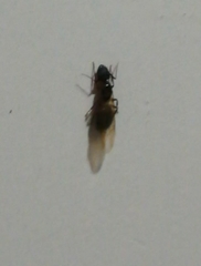 Camponotus