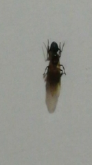 Camponotus
