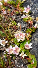 Lysimachia buxifolia