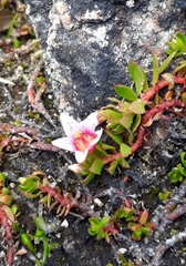 Lysimachia buxifolia