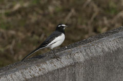 Motacilla grandis