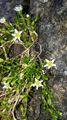 Arenaria serpens