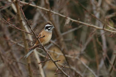 Emberiza cioides