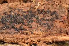 Rosellinia corticium