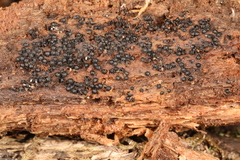 Rosellinia corticium