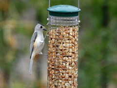 Baeolophus bicolor × atricristatus