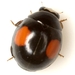 Twice-stabbed Sigil Lady Beetle - Photo (c) Mike Quinn, Austin, TX, some rights reserved (CC BY-NC), uploaded by Mike Quinn, Austin, TX