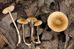 Entoloma flavoviride
