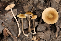 Entoloma flavoviride
