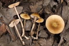 Entoloma flavoviride