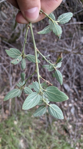 deerbrush (Ceanothus integerrimus)