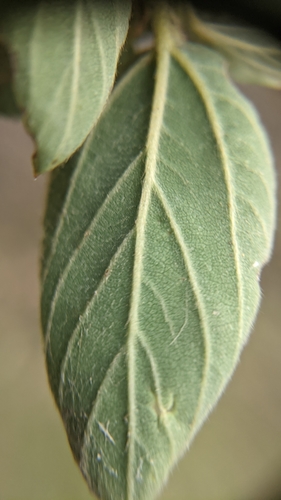 Deerbrush foliage