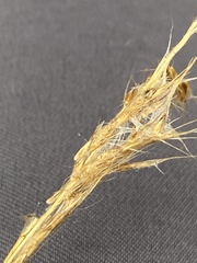 Bothriochloa longipaniculata