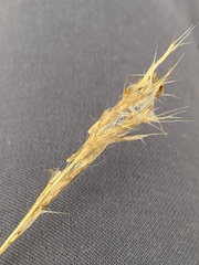 Bothriochloa longipaniculata
