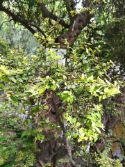 Myrtus communis