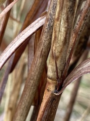 Bothriochloa longipaniculata