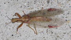Ditaxis meridiei