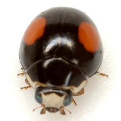 Hyperaspis signata bicentralis