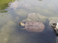 Mauremys reevesii