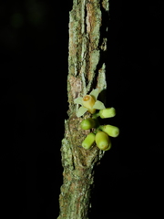 Guarea pubescens