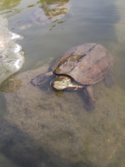 Mauremys reevesii