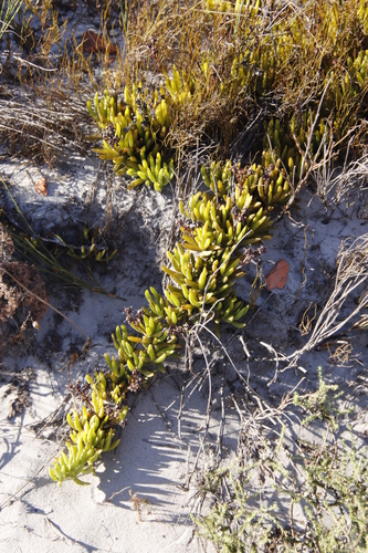 Image of Ruschia sarmentosa by (c) Tony Rebelo, some rights reserved (CC BY-SA)