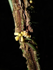Guarea pubescens