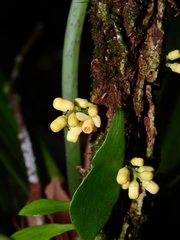 Guarea pubescens