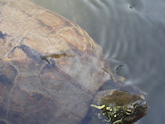 Mauremys reevesii