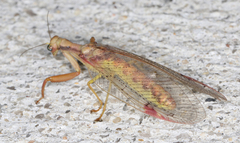 Ditaxis meridiei