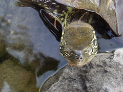 Mauremys reevesii
