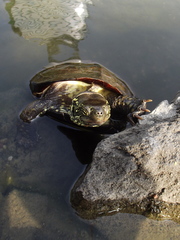 Mauremys reevesii