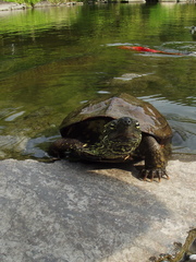 Mauremys reevesii