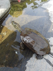 Mauremys reevesii