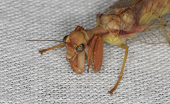 Ditaxis meridiei