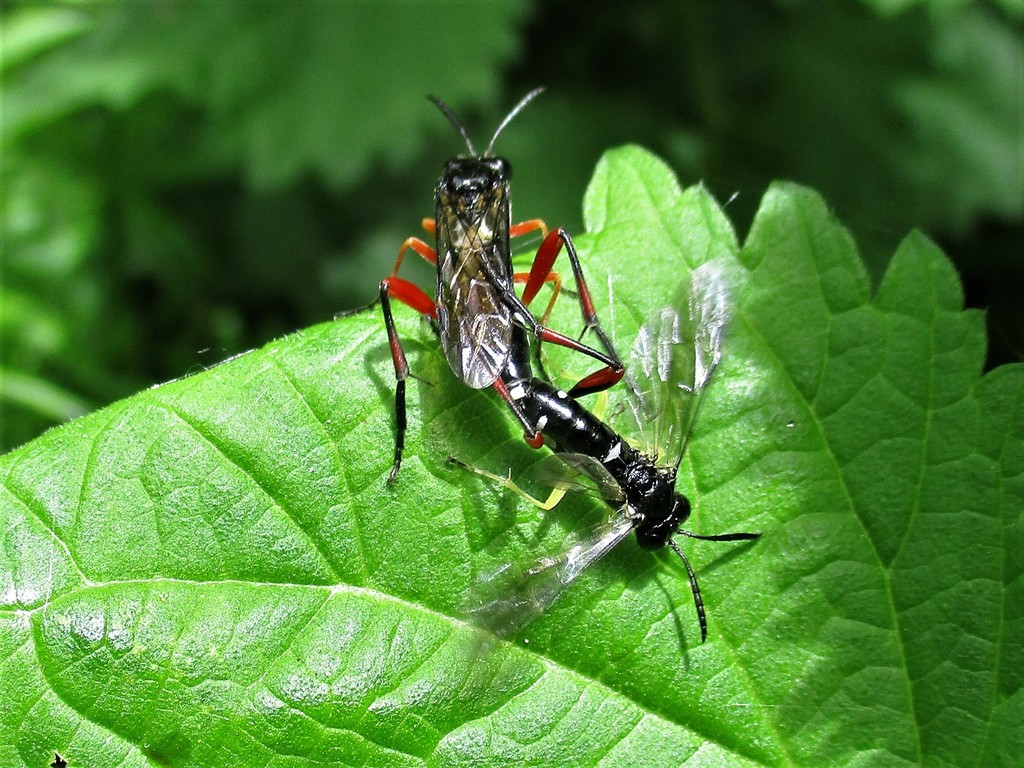 Macrophya diversipes from Сићево, Србија on May 24, 2021 at 1200 AM by