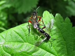 Macrophya diversipes