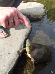 Mauremys reevesii