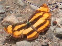 Pantoporia paraka