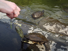 Mauremys reevesii