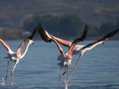Phoenicopterus roseus