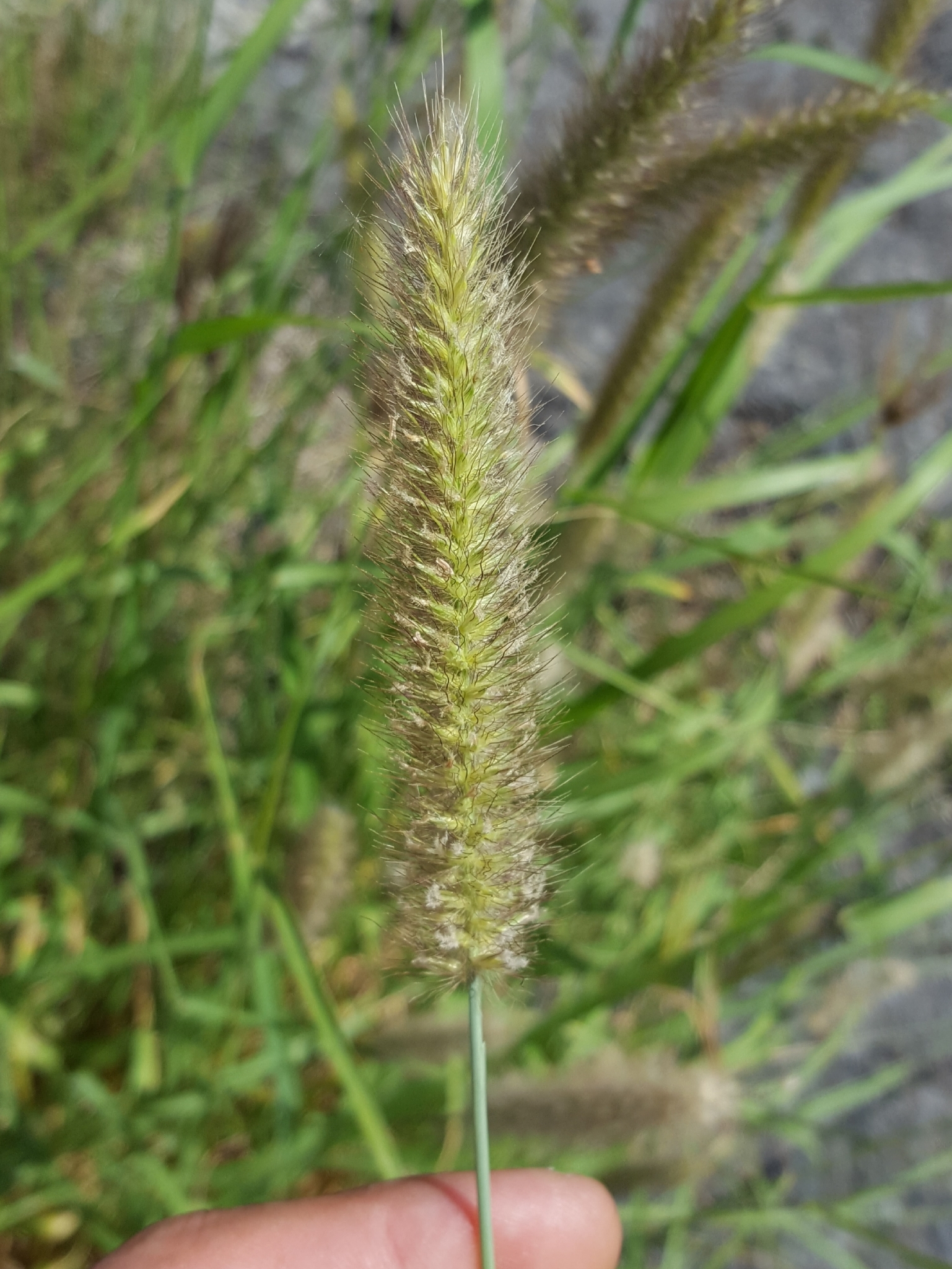 (c) François Rousseu, certains droits réservés (CC BY-NC) https://www.inaturalist.org/observations/105919348