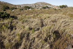 Pseudopentameris macrantha