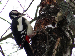 Dendrocopos major