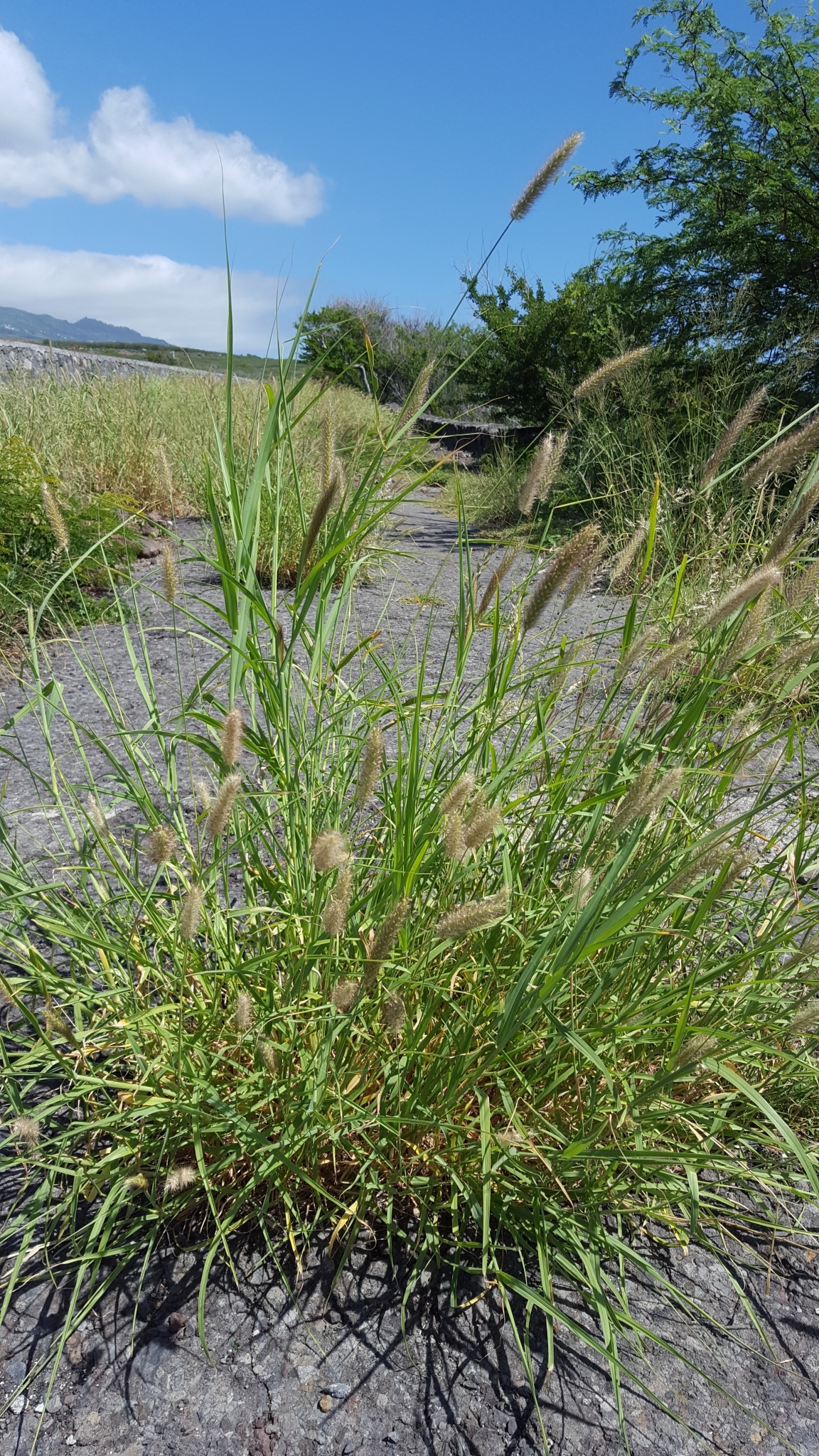 (c) François Rousseu, certains droits réservés (CC BY-NC) https://www.inaturalist.org/observations/105919348