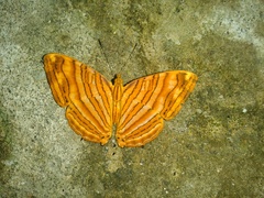 Chersonesia intermedia