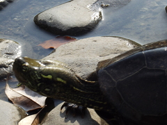 Mauremys reevesii