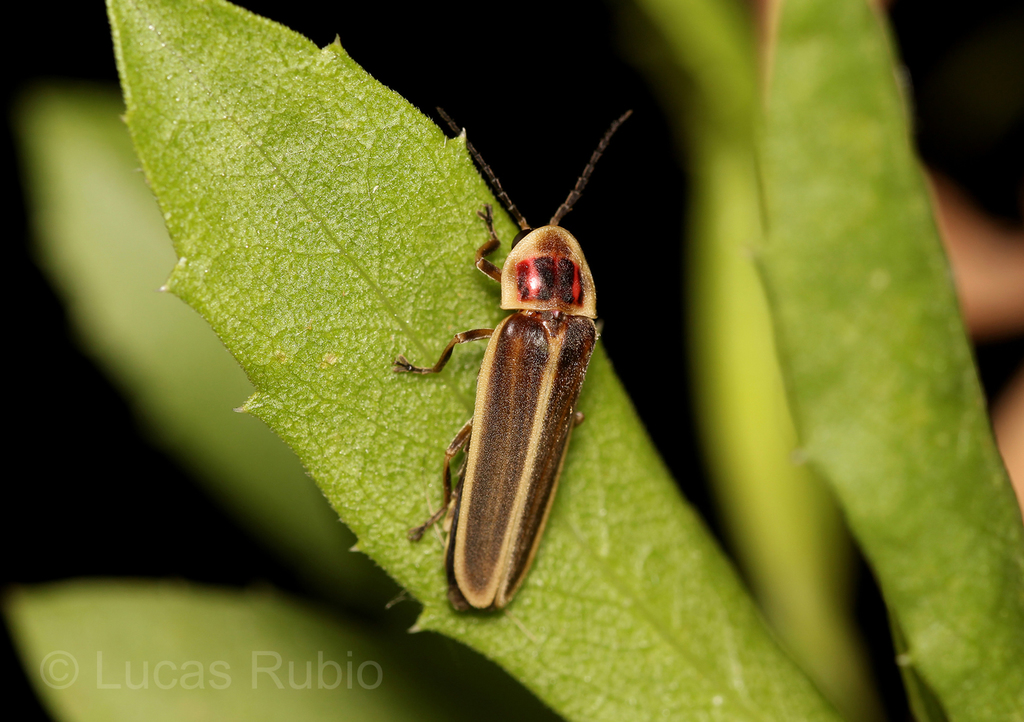 Photinus signaticollis