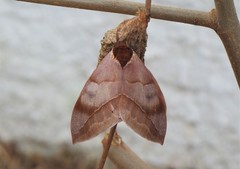 Automeris bilinea