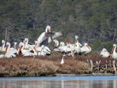 Pelecanus crispus